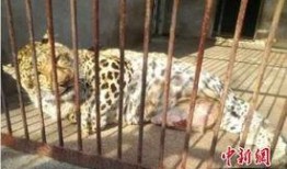 长春动物园爆料视频大全,萌宠瞬间，欢乐无限