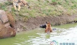 江苏动物园爆料案件视频,惊现神秘动物逃脱事件